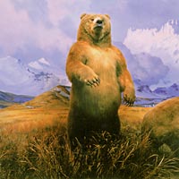 Bear
