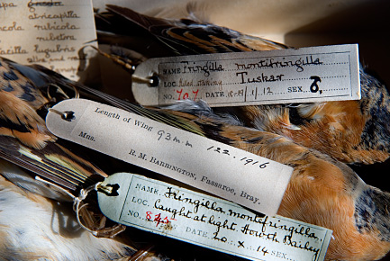 Bird Parts
