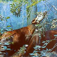 Deer