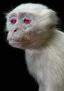 Monkey