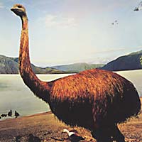 Emu
