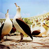 Gulls