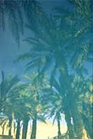 Queen's Palms 1
