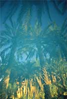 Queen's Palms 2