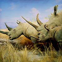 Rhinos