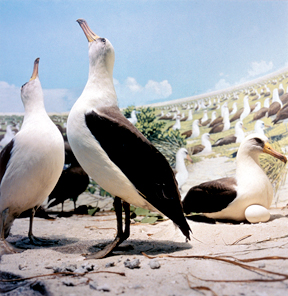 Gulls