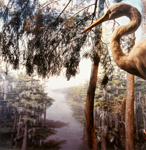 Egret