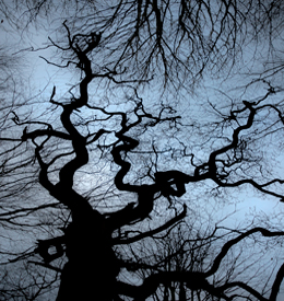 Trees 1