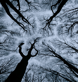 Trees 2