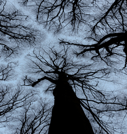 Trees 3