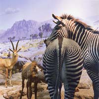 Zebras