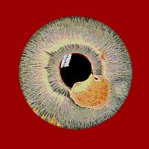 Eye 3